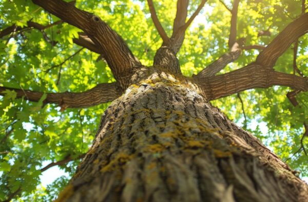Bäume brauchen viel Pflege, lassen Sie sich deshalb bei Ihren Baumarbeiten von unseren Gartenbau-Profis aus Hamburg unterstützen.