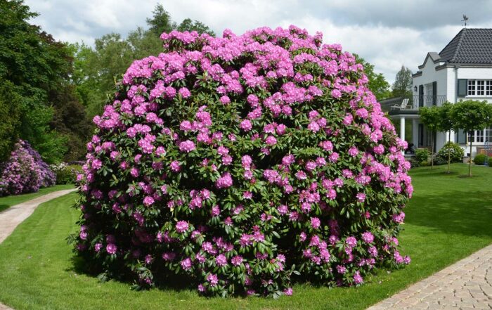 Gartenprojekt Eingangsbereich Glinde
